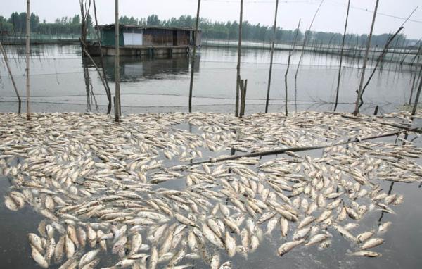 6月26日以来,五河县两大水产养殖基地沱湖,天井湖内,出现大量水产品