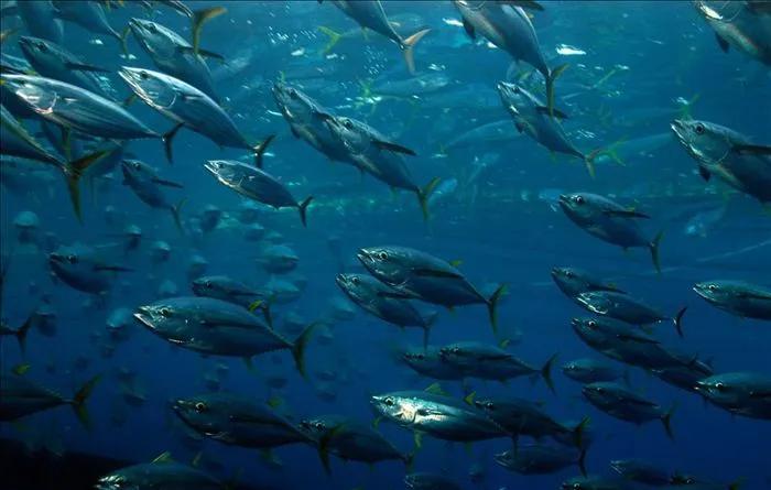 海关总署进口文莱养殖水产品检验检疫要求