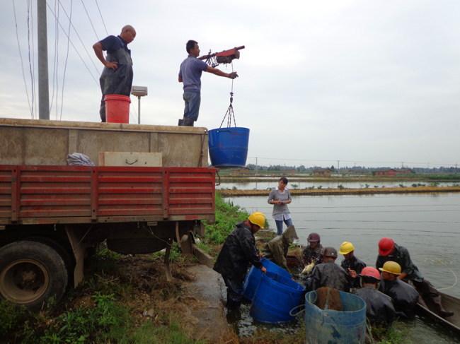湖南岳阳市湘阴县水产养殖户捕捞过程中的小细节分享
