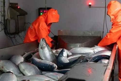 俄乌冲突波及全球海鲜业,养殖水产品会否迎来涨价潮