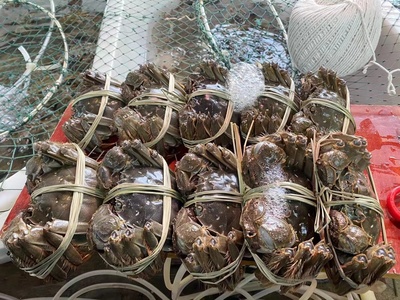 扬州江都:蟹农变身新电商 "订单螃蟹"爬得欢