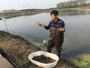 浙江省绍兴市越城区 新品种初见成效 澳洲龙虾亮相上市